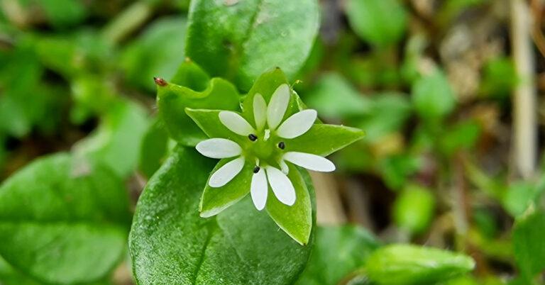  An Fhliodh Stellaria media