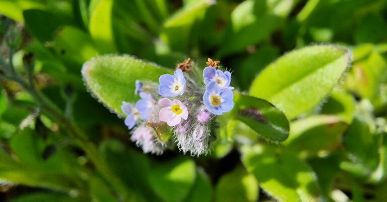  An Lus Míonla Goirt Myosotis arvensis