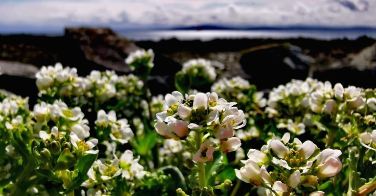  An Biolar Trá Cochlearia officinalis