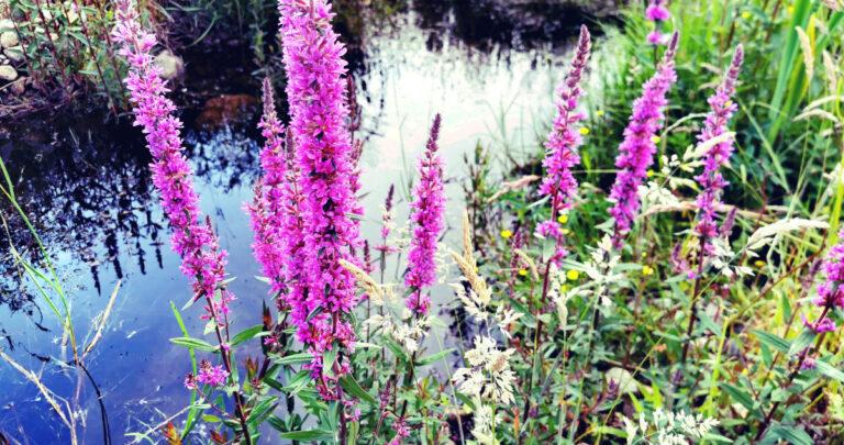  An Créachtach Lythrum salicaria