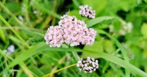 Achillea millefolium