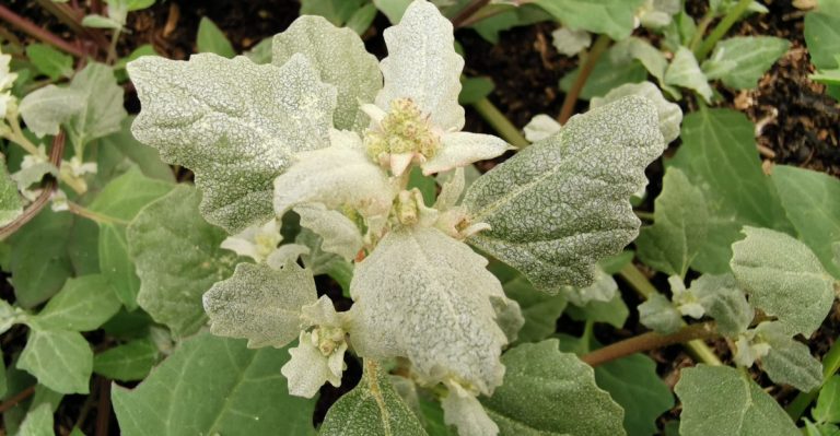  An Eilifleog Phlúrach Atriplex laciniata