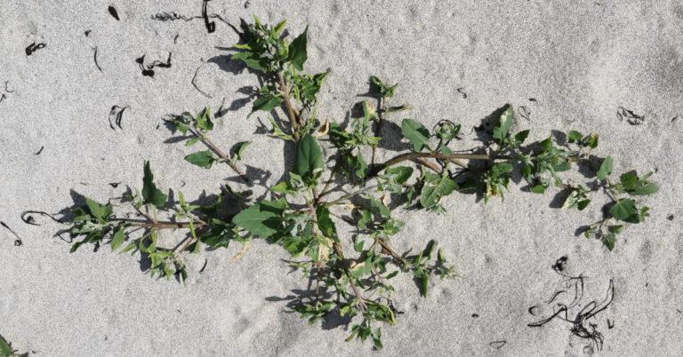 An Eilifleog Leathan Atriplex prostrata