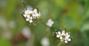 Read more about the article An Searbh-bhiolar Casta