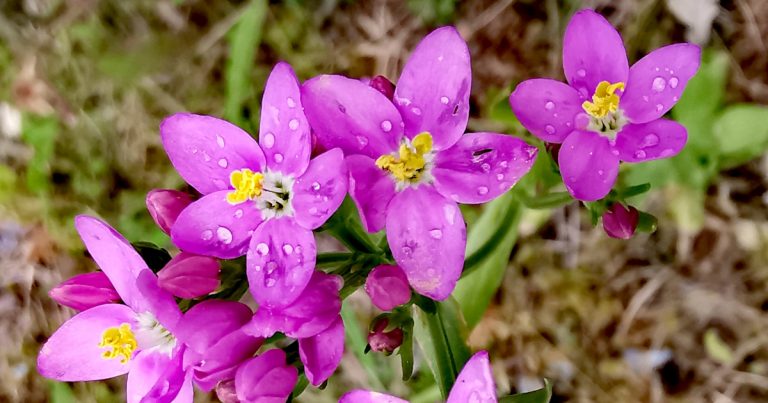  Dréimire Mhuire Centaurium erythraea