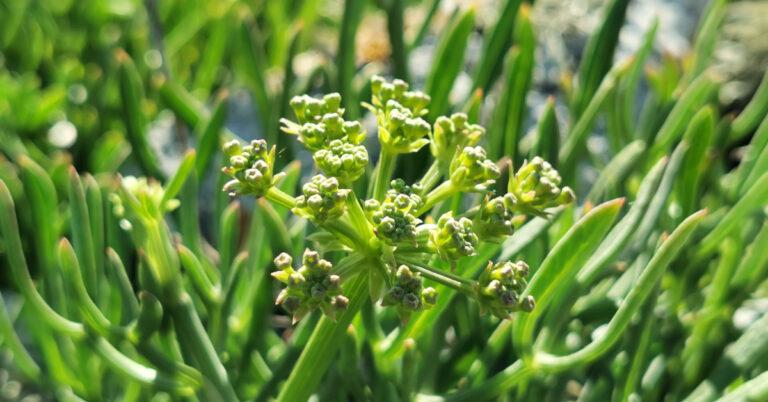  An Chraobhraic Crithmum maritimum