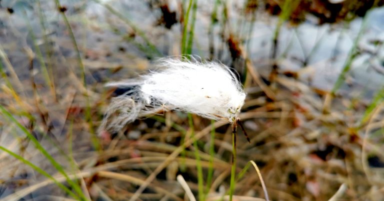 An Ceannbhán