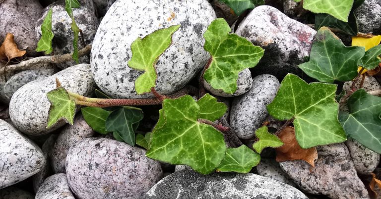 An tEibheann Hedera hibernica/helix