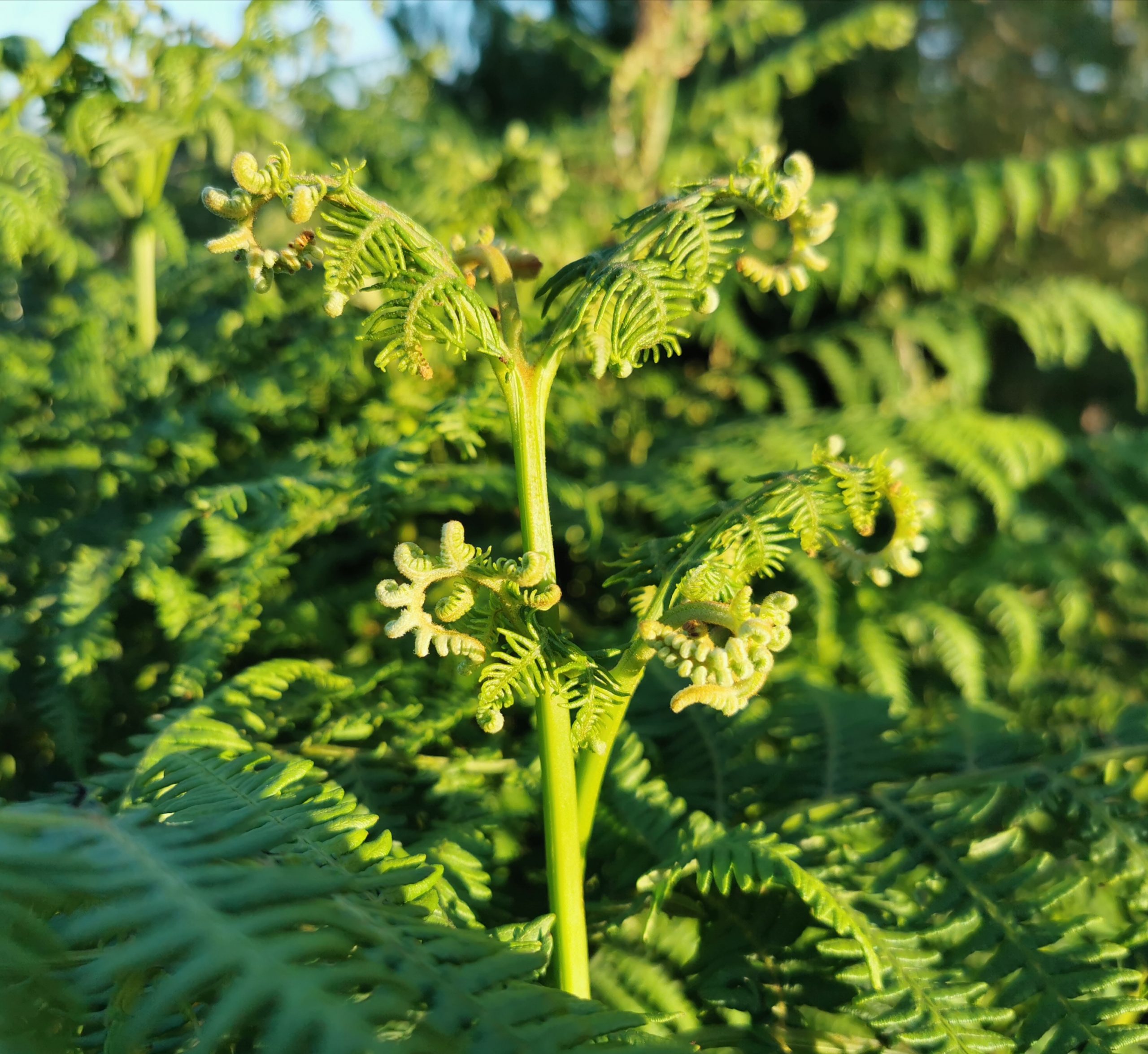 Pteridium aquilinum