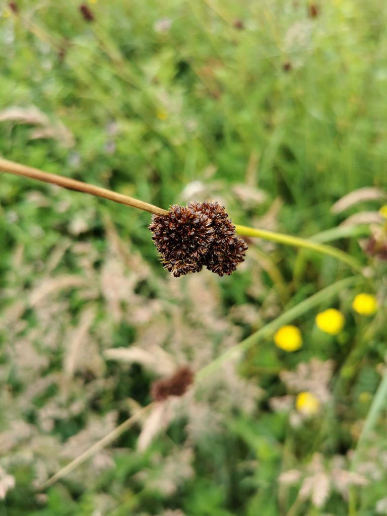 Juncus conglomeratus