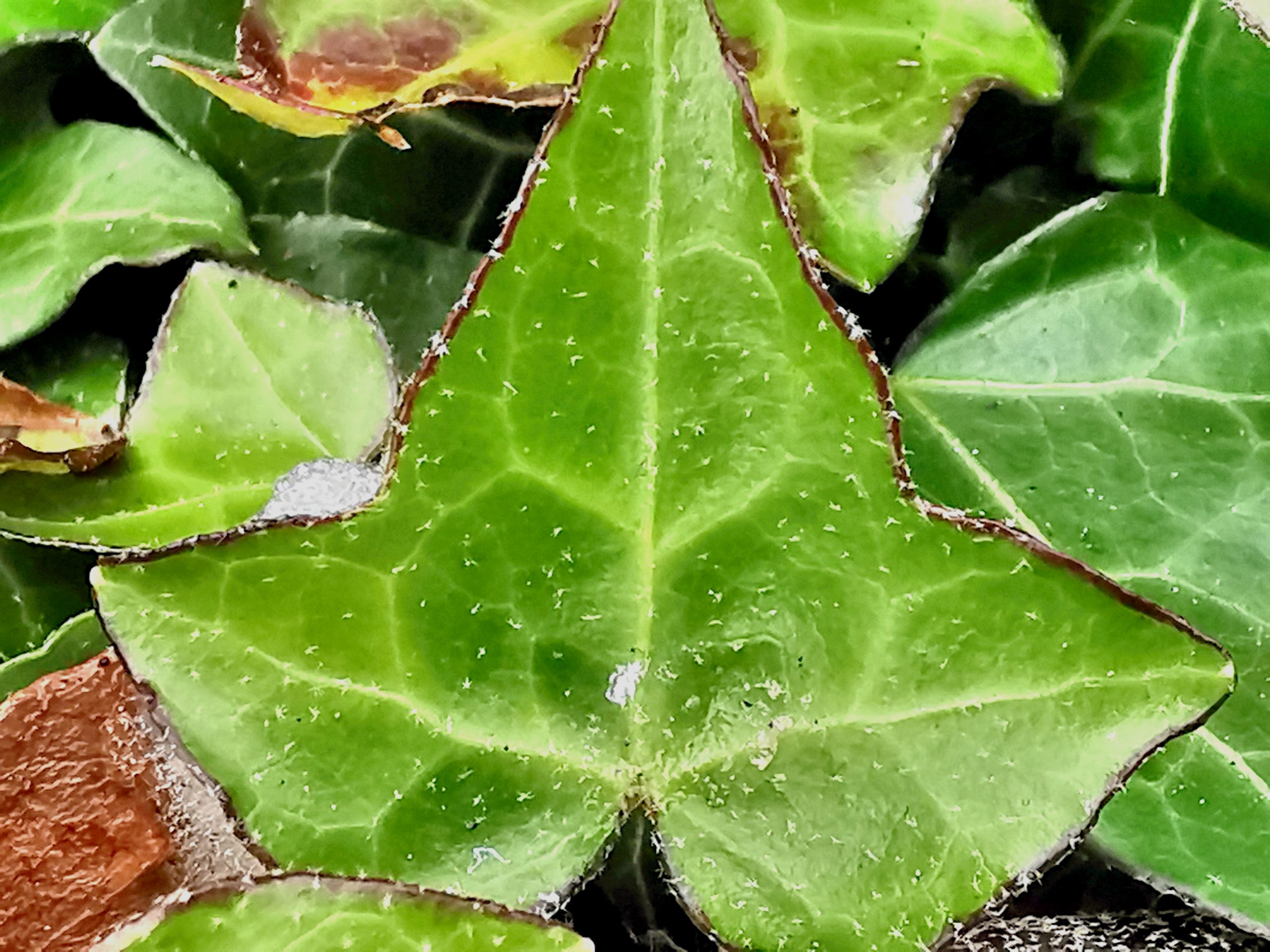 Hedera helix