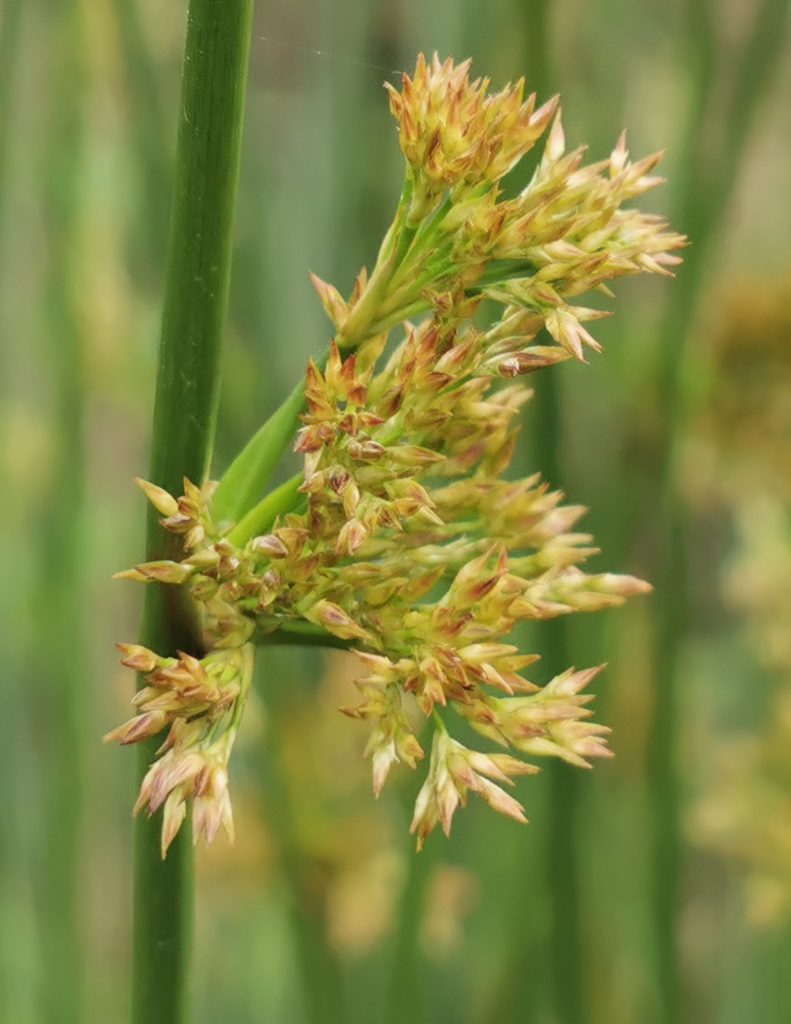 Juncus effusus