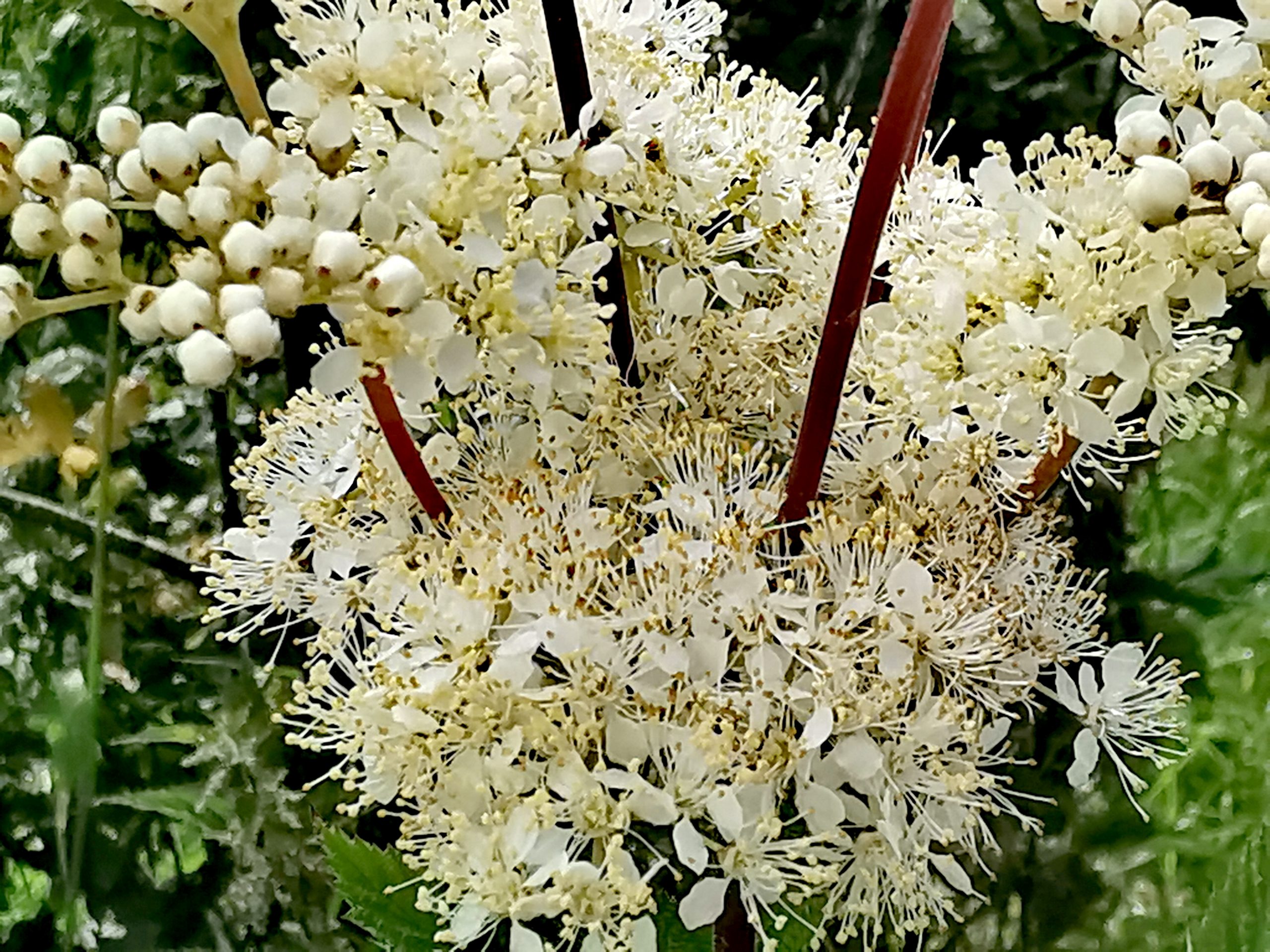 Filipendula ulmaria