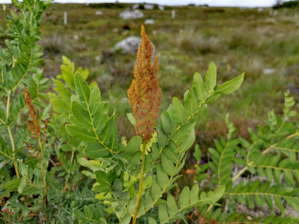 Osmunda regalis