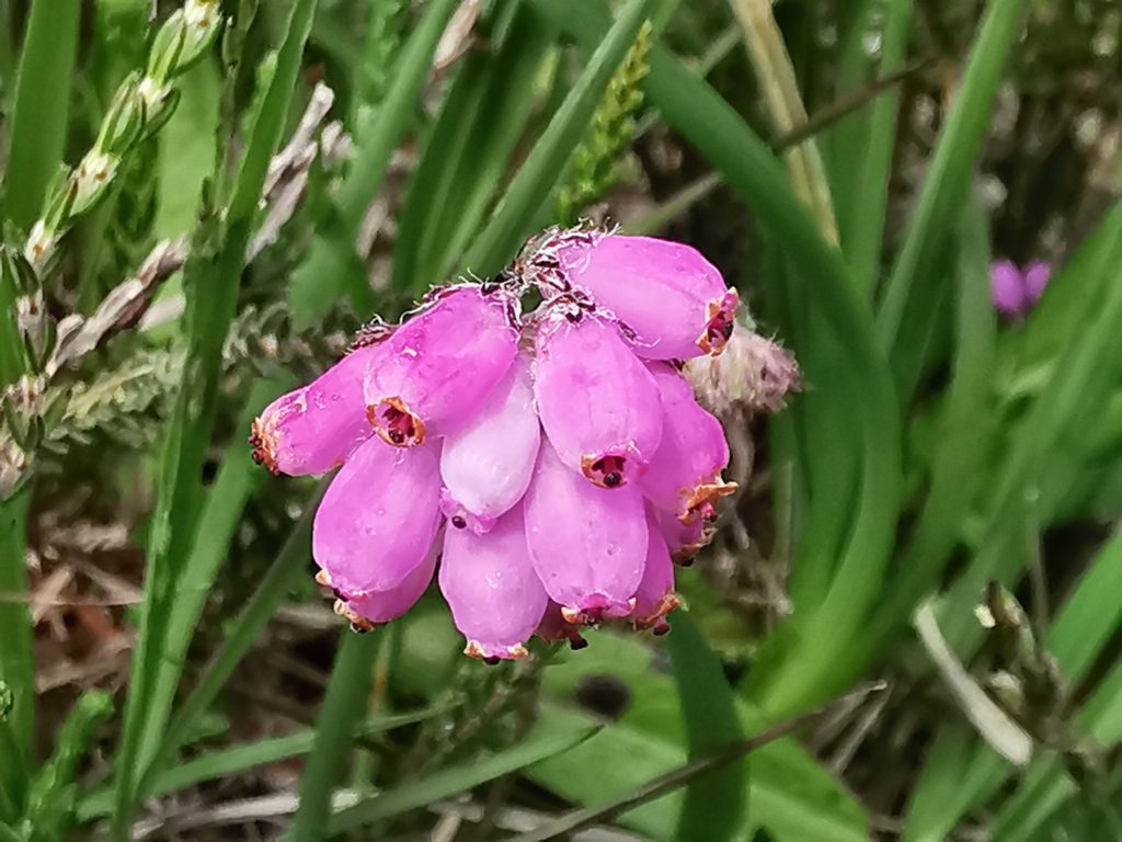 Erica tetralix