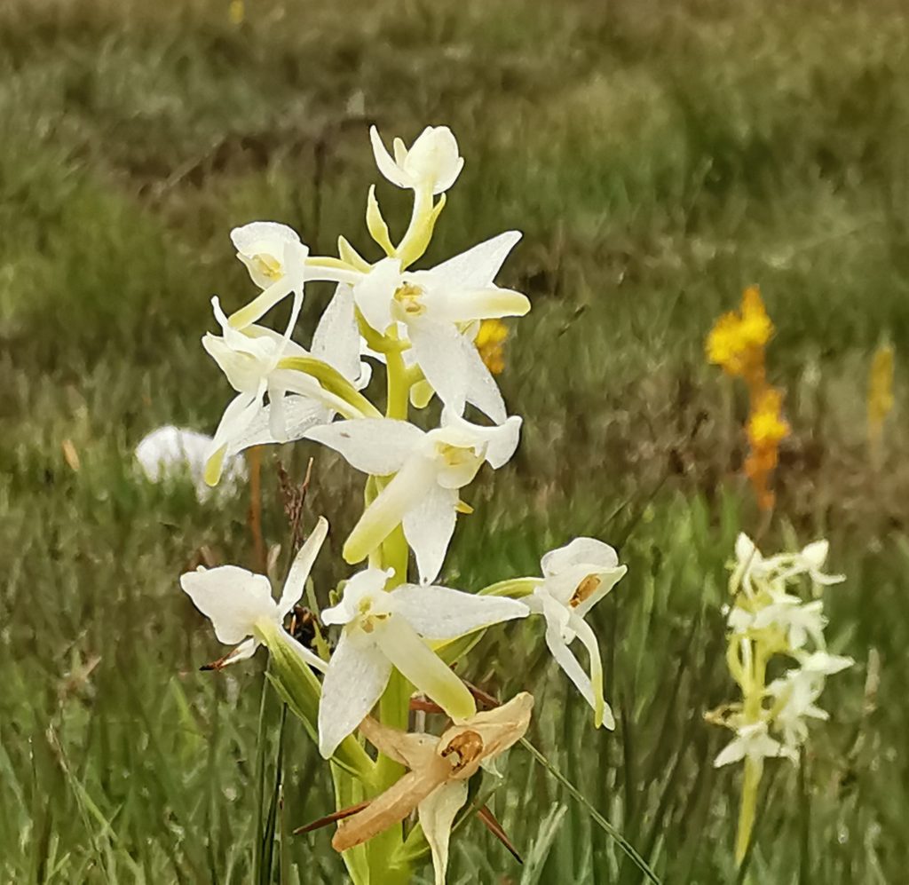 Platanthera bifolia