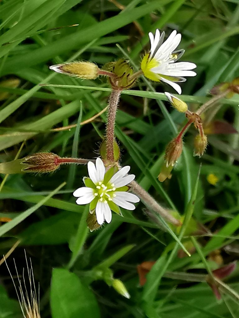 Cerastium fontanum