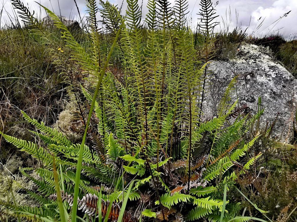 Blechnum Spicant