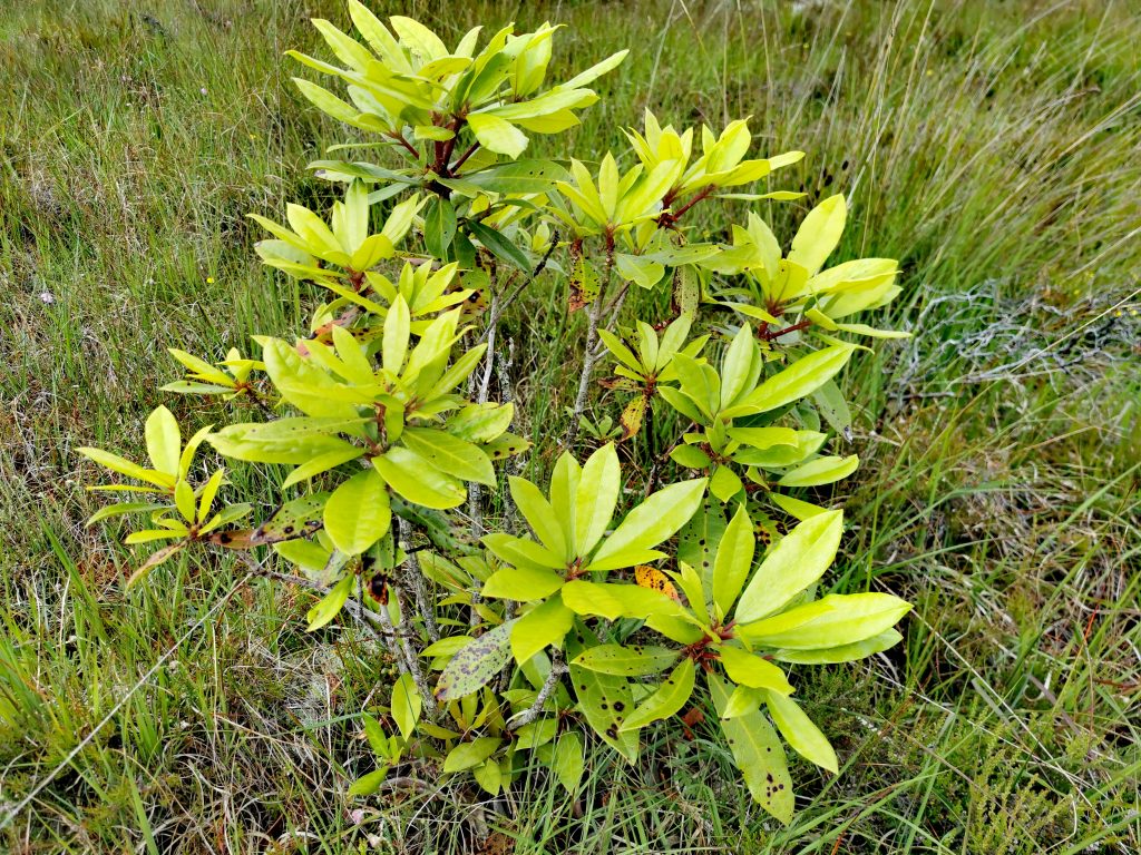 Rhododendron ponticum