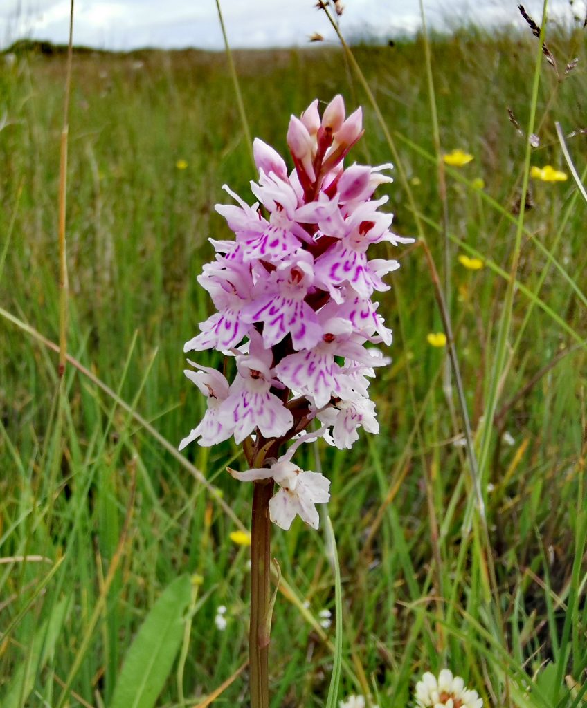 Dactylorhiza fuchsii