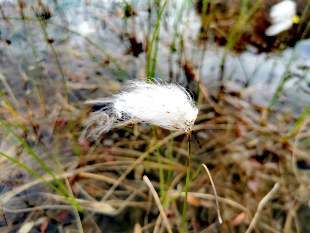 Eriophorum angustifolium