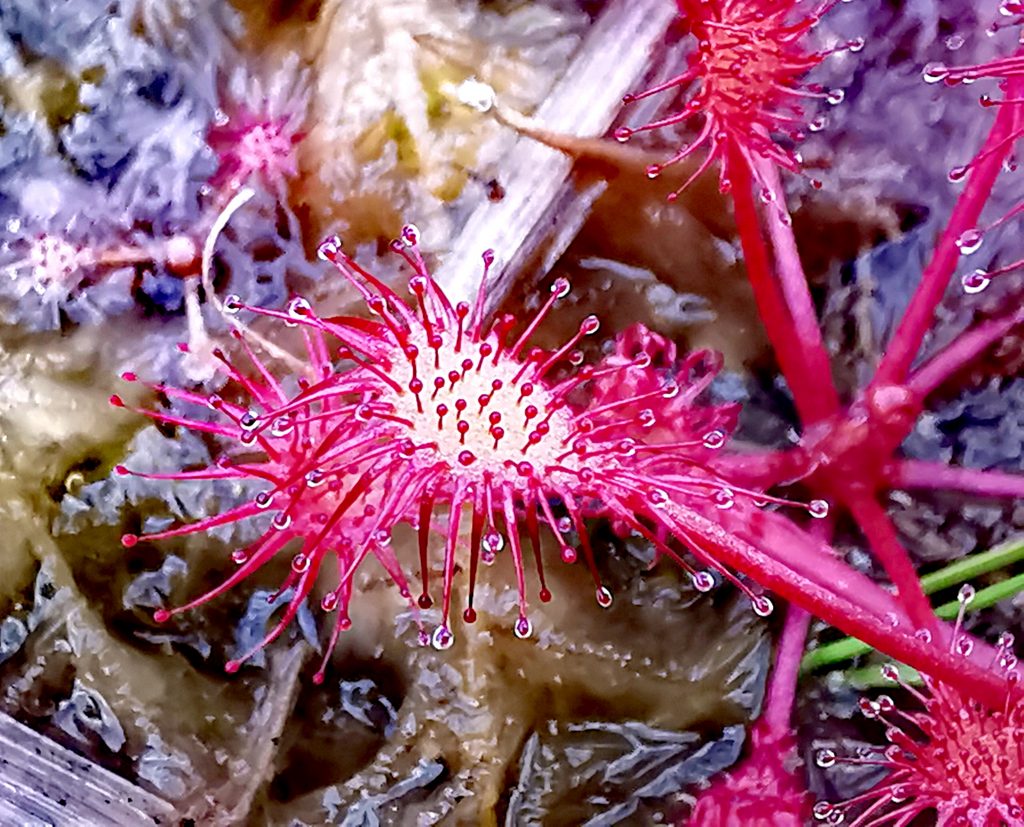 Drosera intermedia