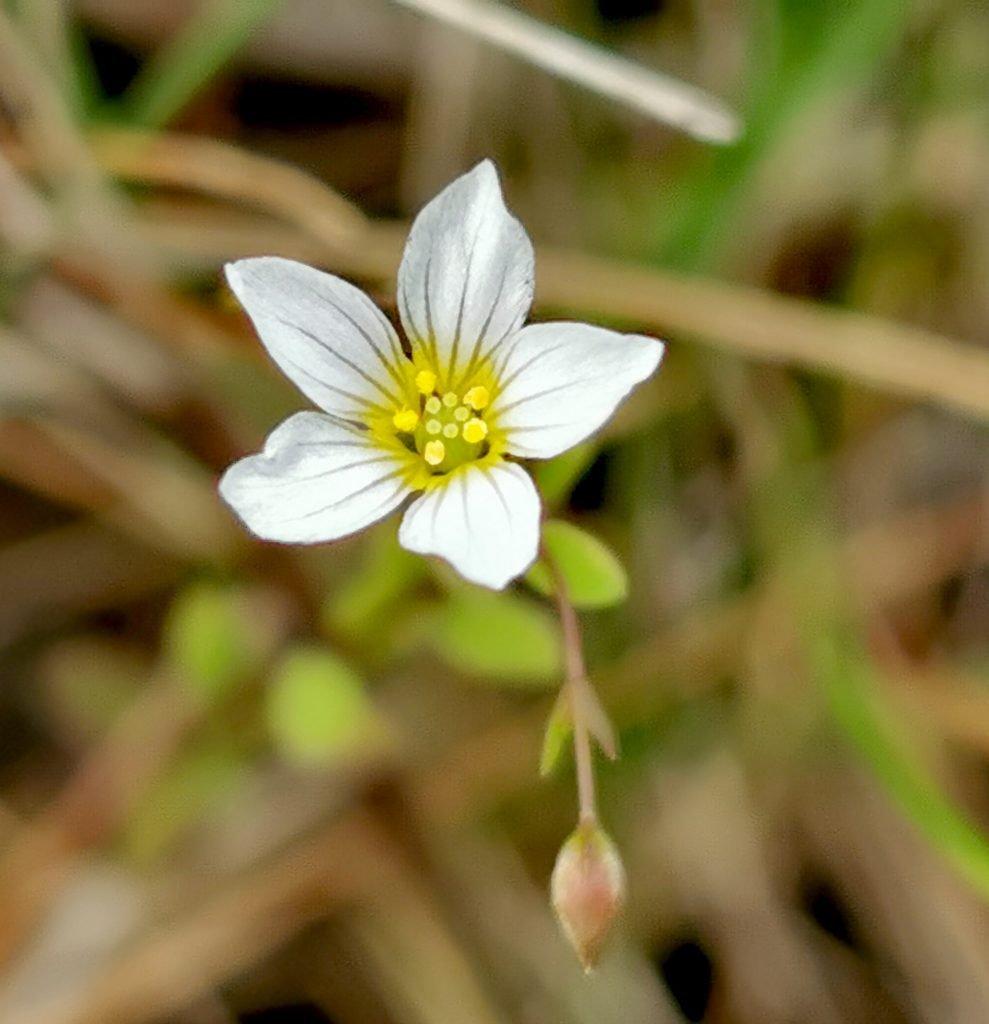 Linum catharticum