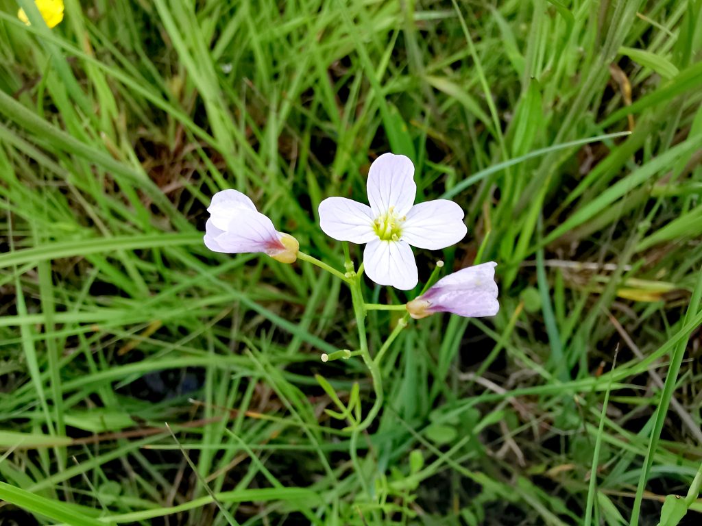 Cardamine pratensis