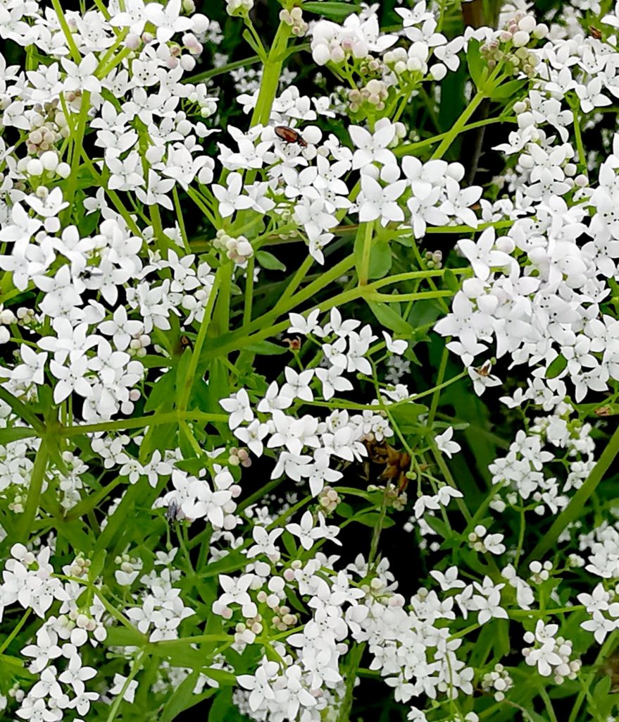 Galium palustre