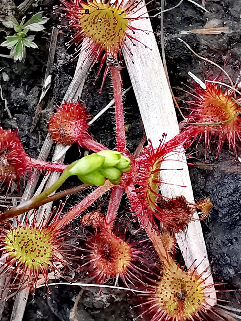 Drosera rotundifolia