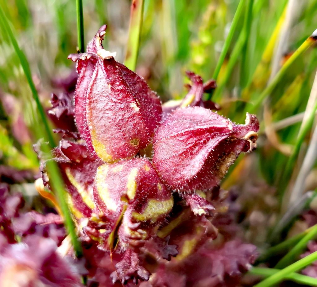 Pedicularis sylvatica