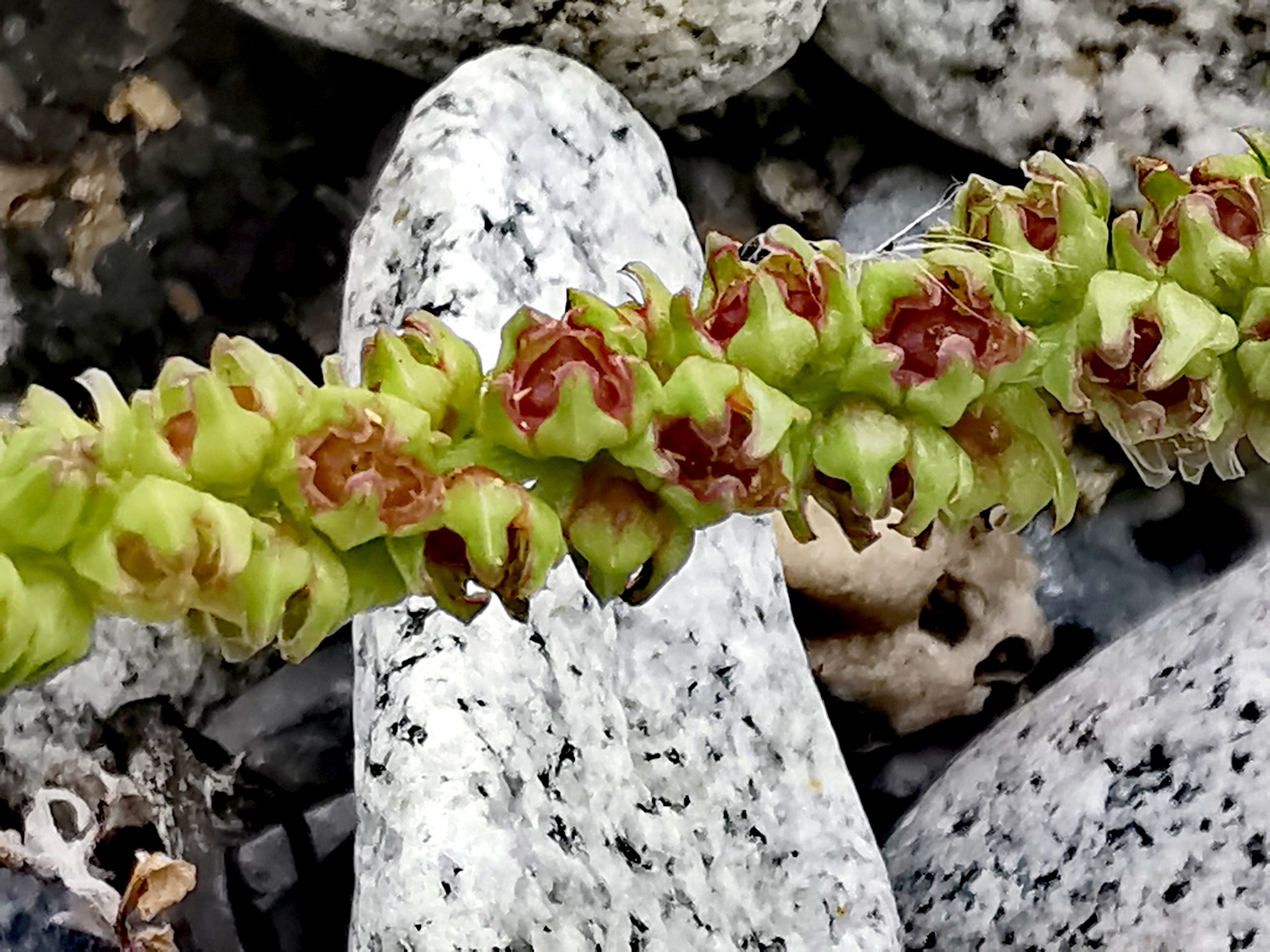 Beta vulgaris spp maritima