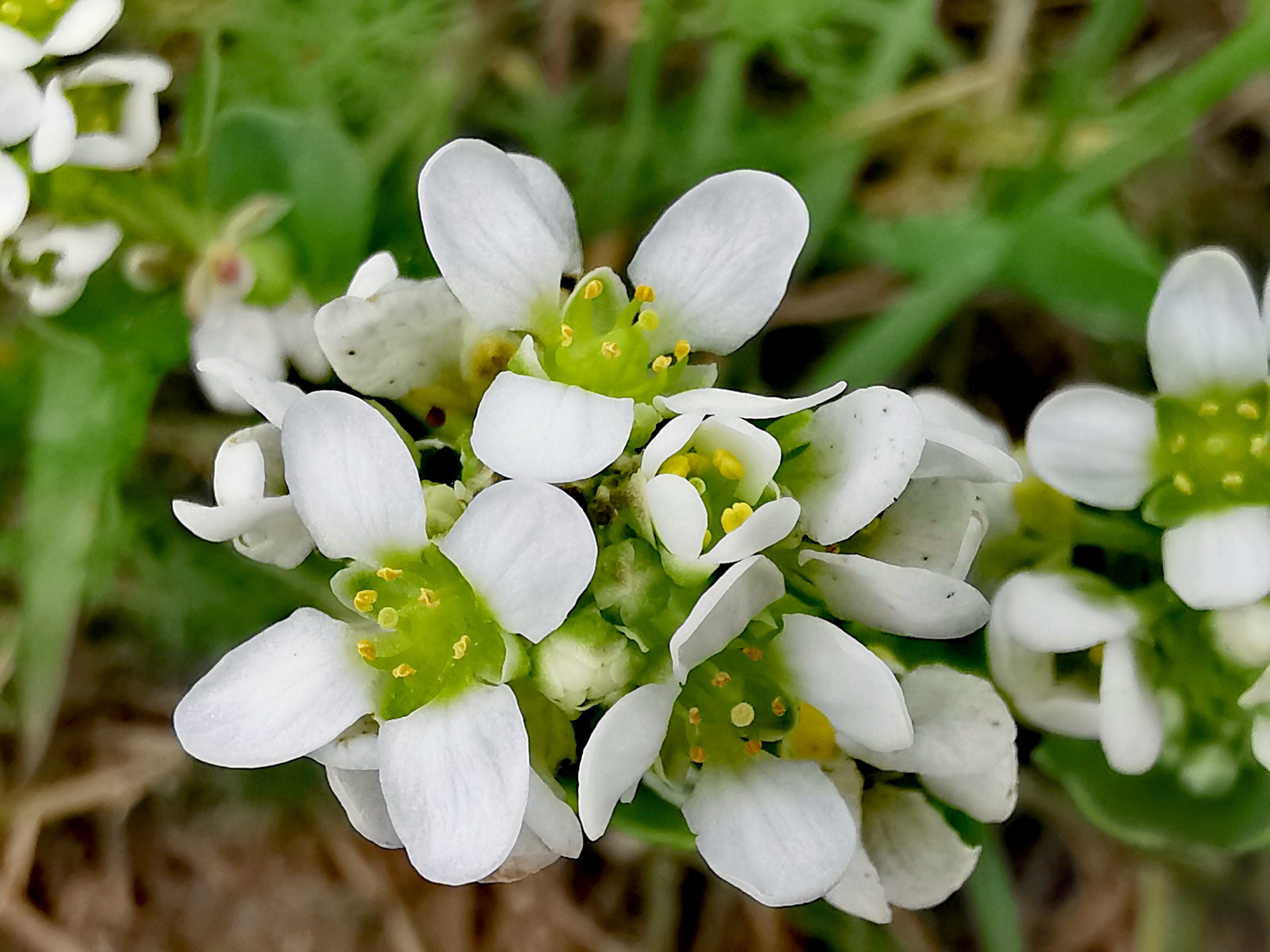 Cochlearia Officinalis