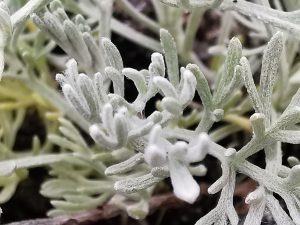 Artemisia maritima