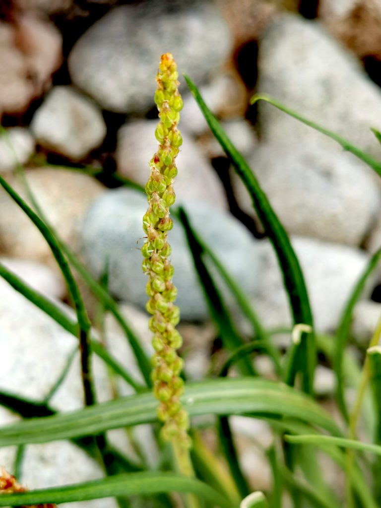 Plantago maritima