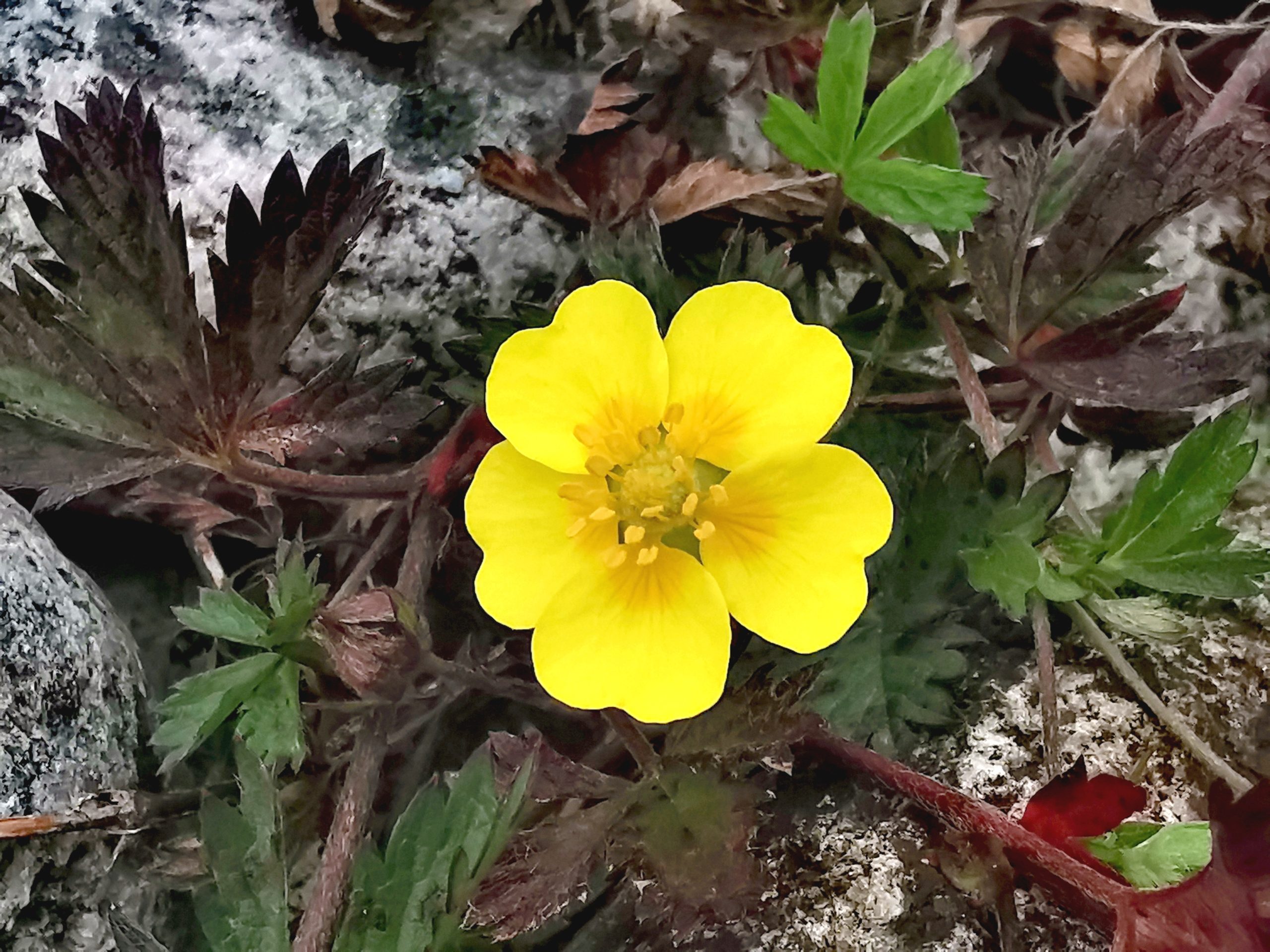 Potentilla reptans