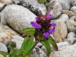 Prunella vulgaris