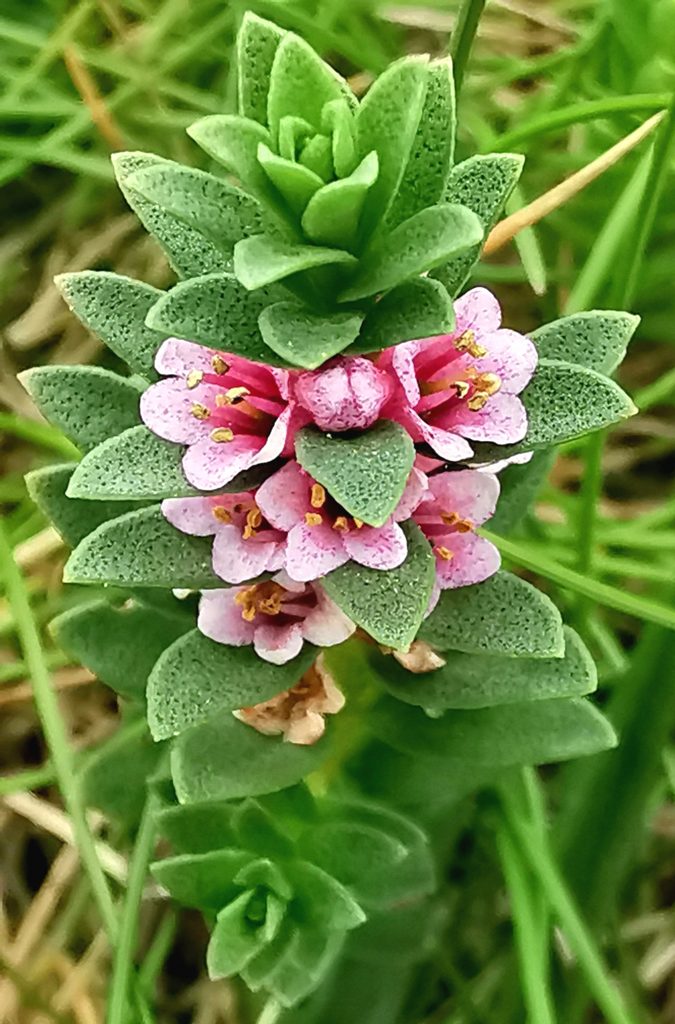 Lysimachia maritima