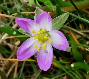 Spergularia media