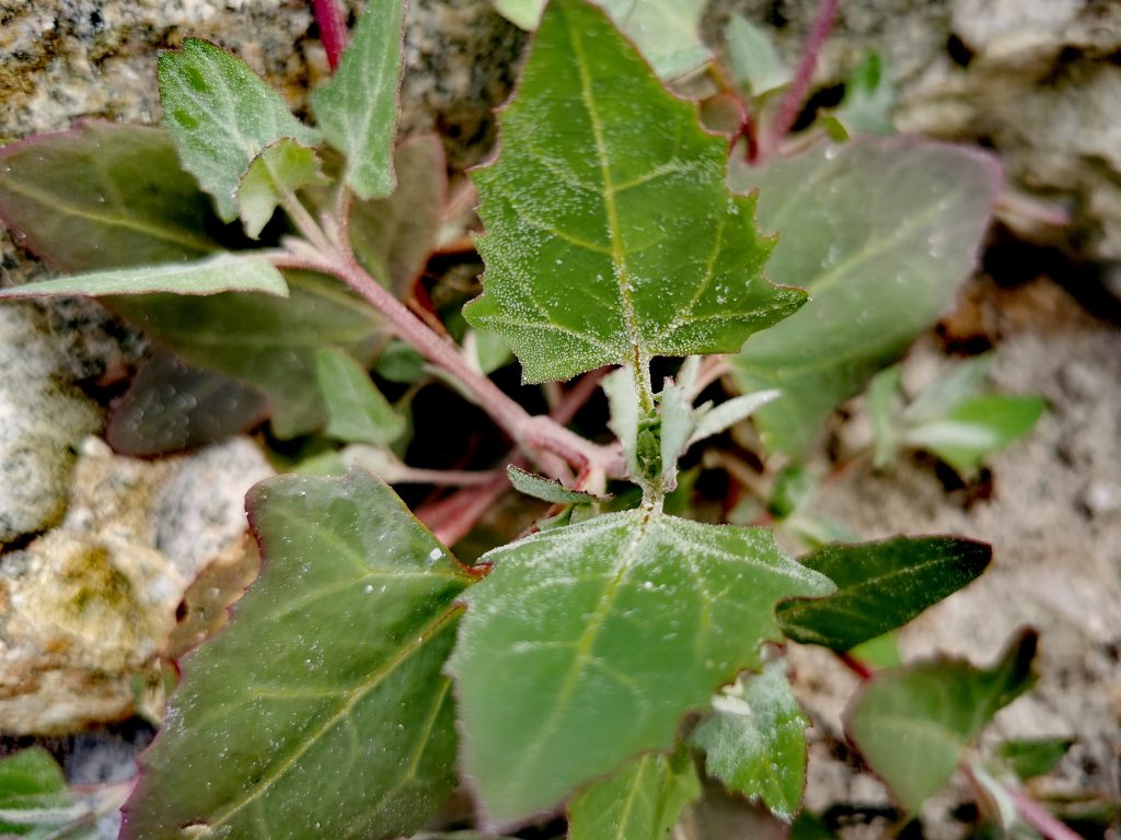 Atriplex prostrata