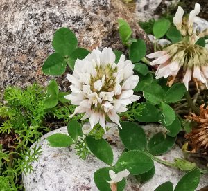 Trifolium repens