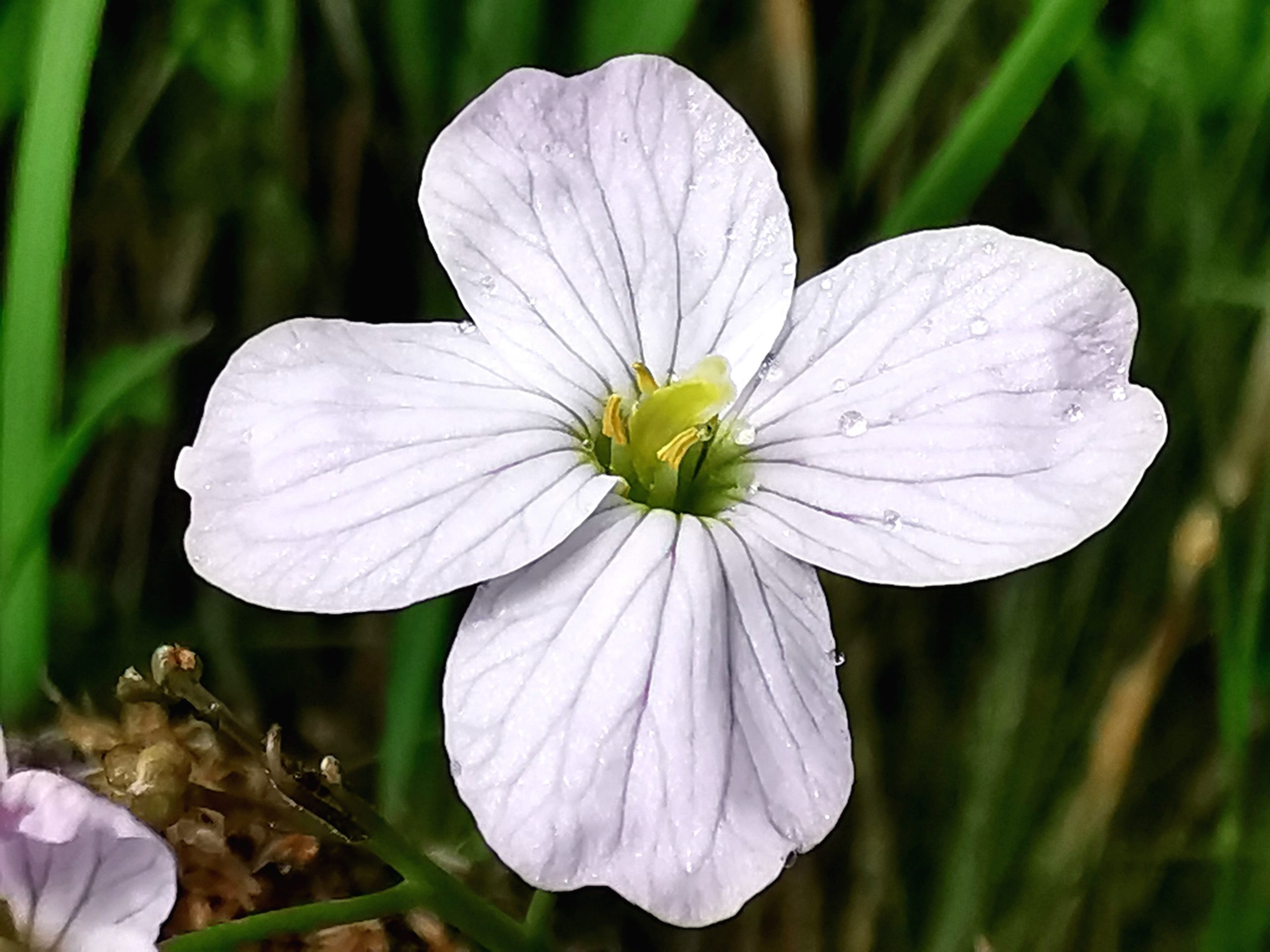 Cardamine pratensis