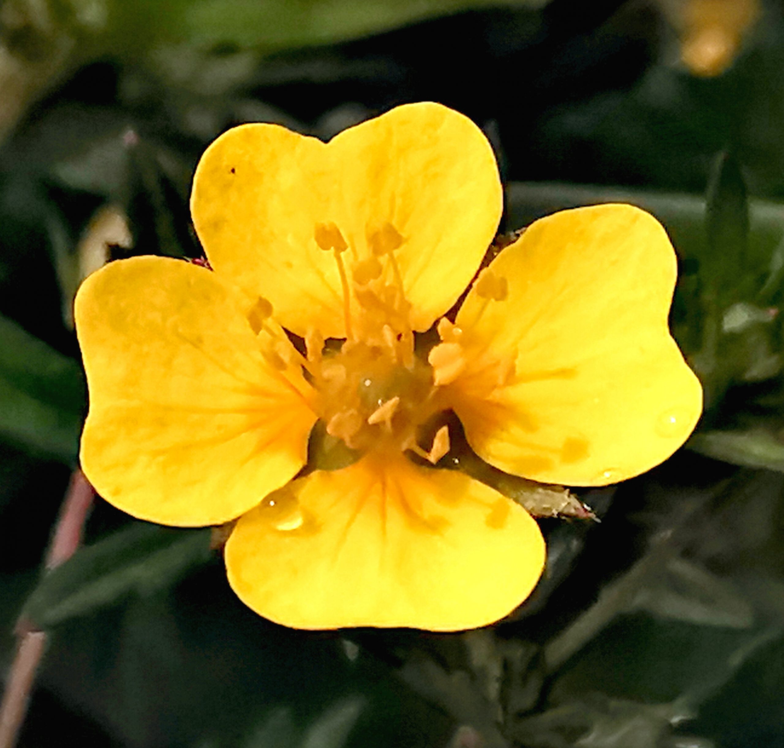 Potentilla erecta