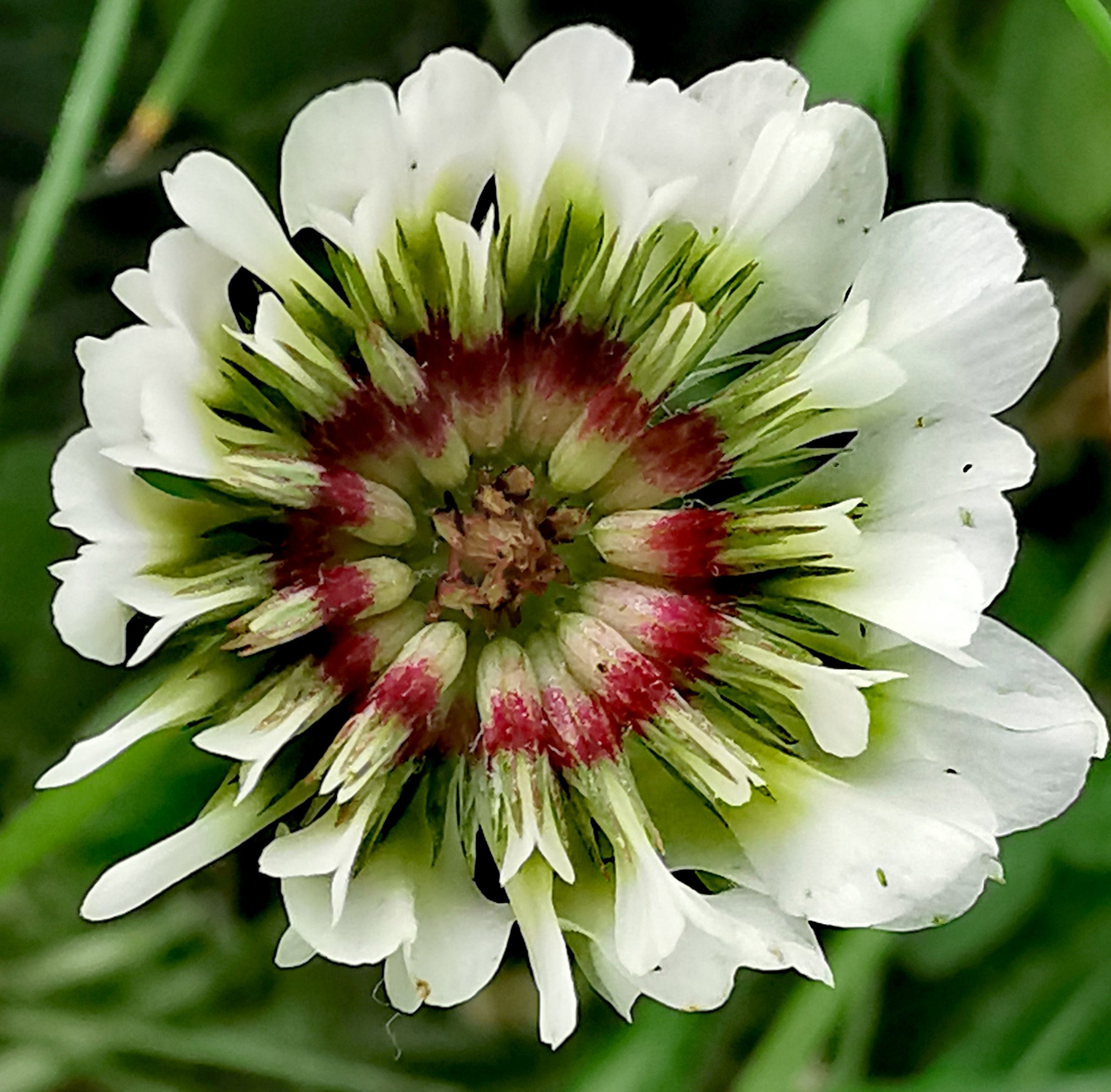 Trifolium repens