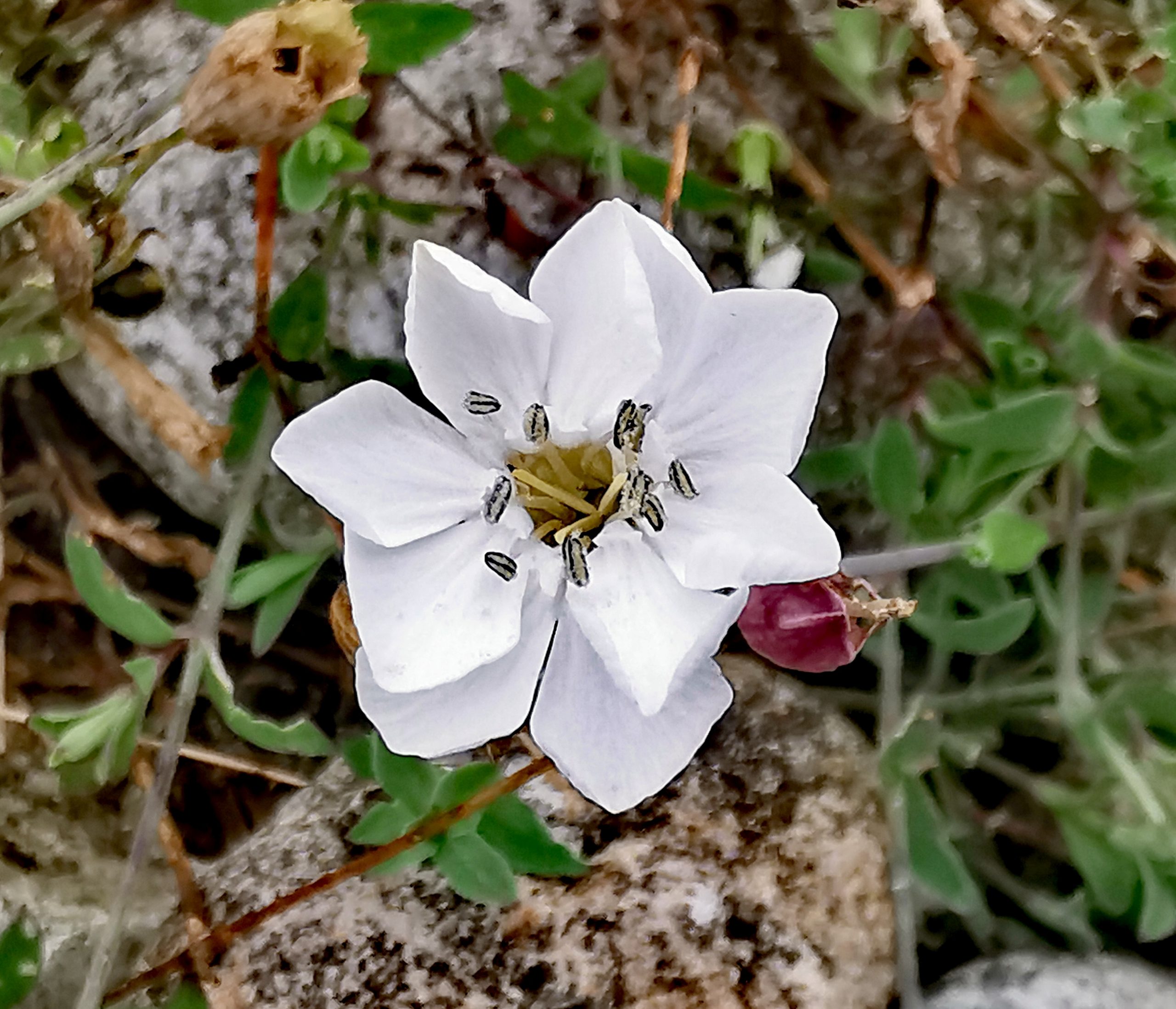 Silene uniflora