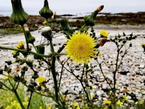 Sonchus asper