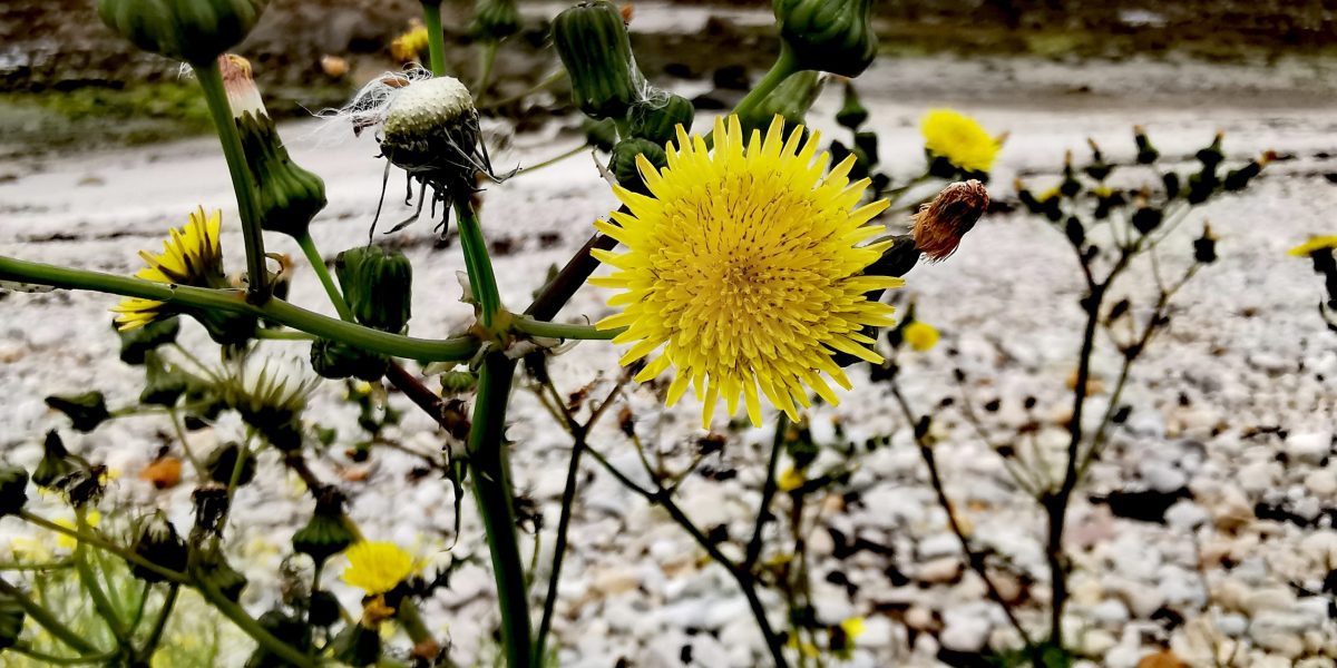 Sonchus asper