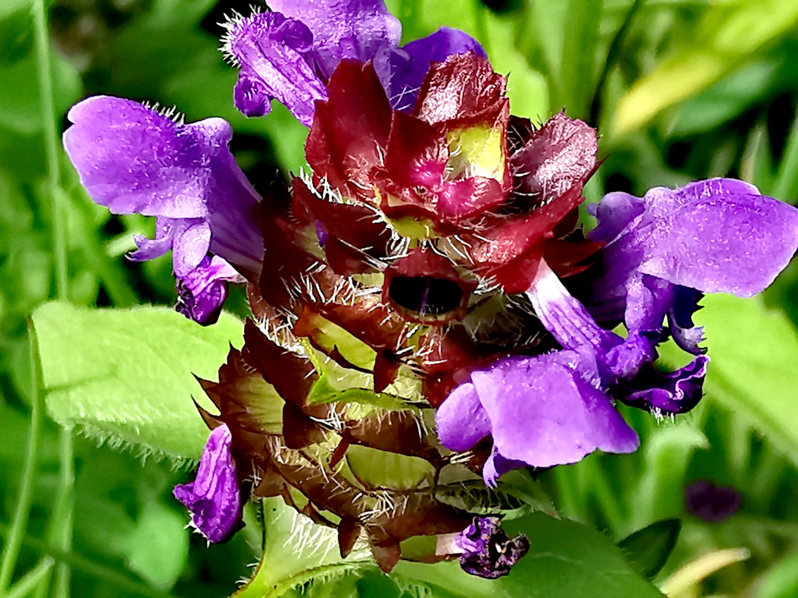 Prunella vulgaris