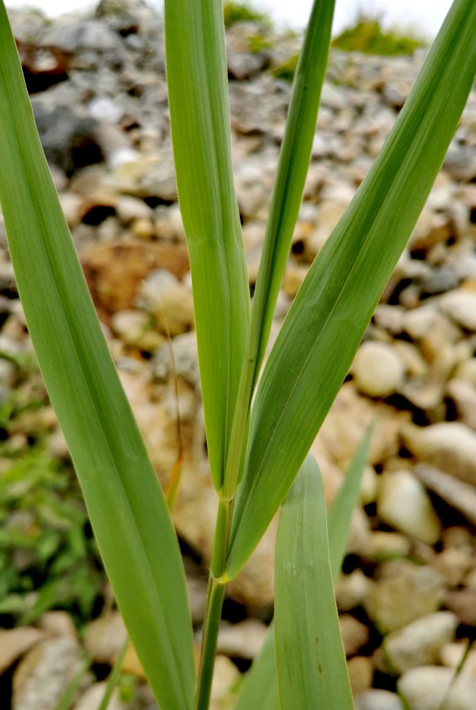 Phragmites australis