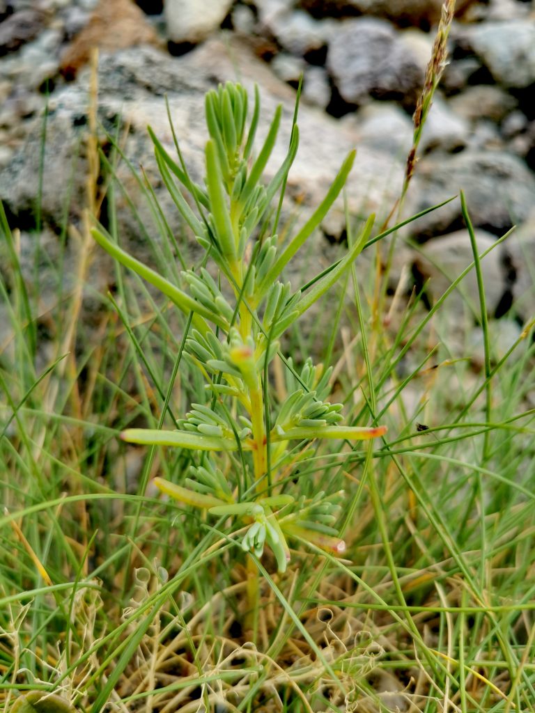 Suaeda maritima